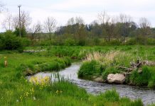 «Звездный час палеоантропологии»: предки голых обезьян жили в Алльгау, а не в Африке?